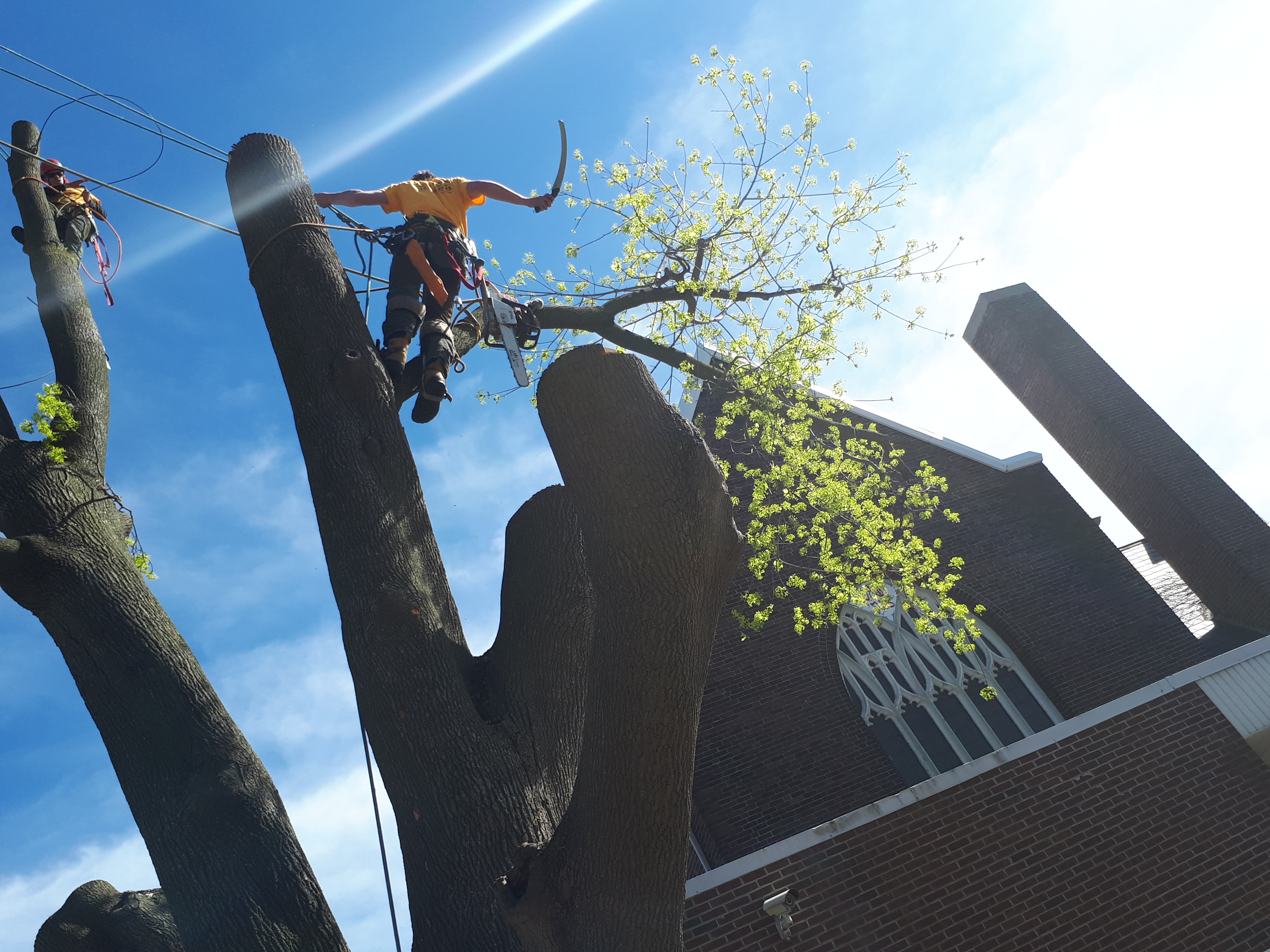 Heritage Tree Care Inc. photo 2