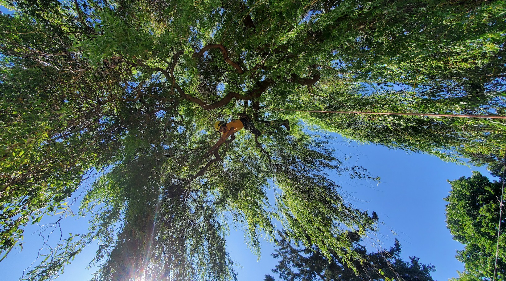 Heritage Tree Care Inc. photo 1